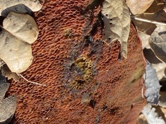 Leccinum manzanitae