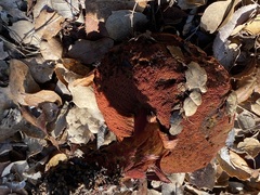 Leccinum manzanitae