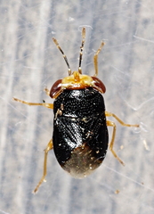 Geocoris erythrocephalus