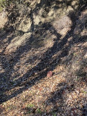 Leccinum manzanitae