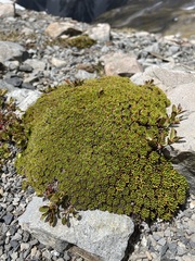 Hectorella caespitosa
