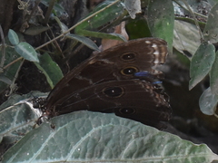 Morpho helenor peleides
