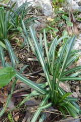 Vagaria parviflora