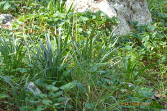 Vagaria parviflora