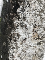 Cryptococcus fagisuga