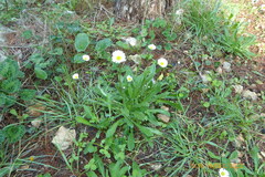 Bellis sylvestris