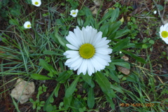 Bellis sylvestris