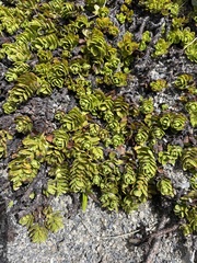 Veronica macrocalyx macrocalyx