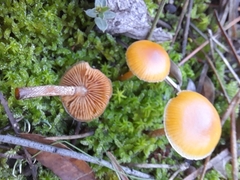 Galerina uncialis