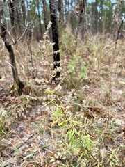 Eupatorium compositifolium