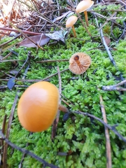 Galerina uncialis