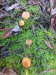 Galerina uncialis