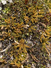 Austrolycopodium fastigiatum
