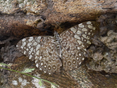 Hamadryas feronia