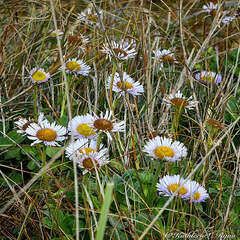 Erigeron glaucus