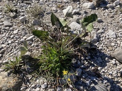 Chondrilla chondrilloides