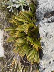 Aciphylla similis