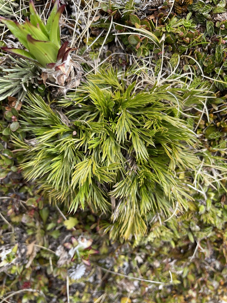 Spaniard grass from Arthurs Pass, Arthur's Pass National Park, Selwyn ...