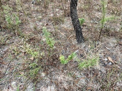 Eupatorium compositifolium