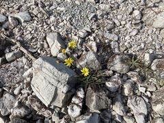 Chondrilla chondrilloides