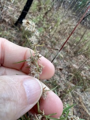 Eupatorium compositifolium
