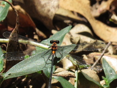 Austroargiolestes amabilis