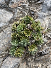 Anisotome pilifera