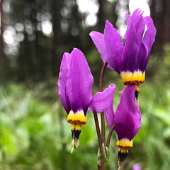 Dodecatheon