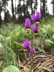 Dodecatheon