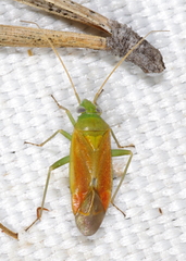 Dichrooscytus rufipennis