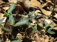 Austroargiolestes amabilis