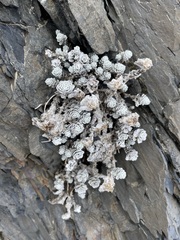 Leucogenes grandiceps