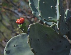 Opuntia quimilo