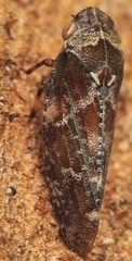 Aphrophora corticea