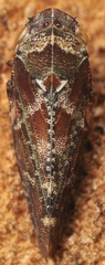 Aphrophora corticea