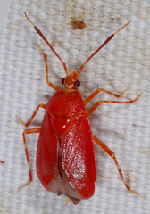 Deraeocoris
