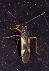 Dryophilocoris flavoquadrimaculatus