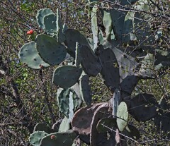 Opuntia quimilo