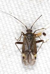 Closterotomus fulvomaculatus