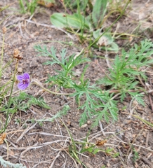 Erodium stephanianum