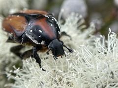 Trichostetha capensis