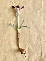 Iris persica
