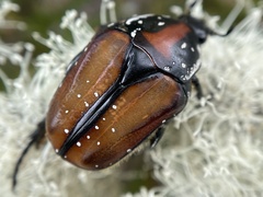 Trichostetha capensis