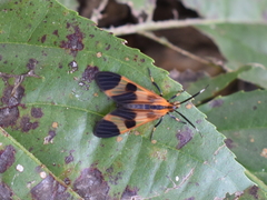 Dycladia