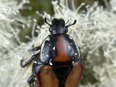 Trichostetha capensis