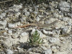 Acanthodactylus erythrurus