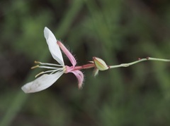 Oenothera simulans