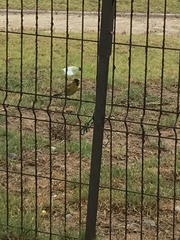 Spinus barbatus