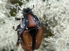 Trichostetha capensis