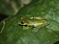 Agalychnis lemur